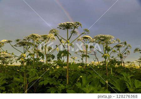 Sosnowsky's hogweed Heracleum sosnowskyi dangerous invasive plant 128276368