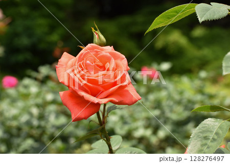 オレンジがかった赤い春のバラ 128276497