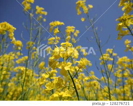 安平町の菜の花畑 128276721