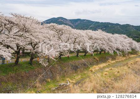 島田市川根町の新桜トンネルの風景(静岡県) 128276814