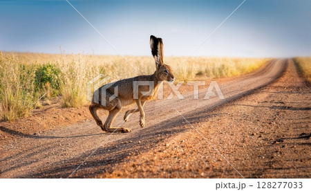 Iberian Hare Amidst Golden Fields in Castilla La Mancha, Spain at Dusk A Serene and Radiant Scene Showcasing the Timeless Beauty of Nature Iberian Hare Amidst Golden Fields in Castilla La Mancha, Spain at Dusk A Serene and Radiant Scene Showcasing the Timeless Beauty of Nature 128277033