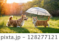 Sunny Summer Meadow Playful Red Cat and Cheerful Corgi Stroll Together Under an Umbrella, Capturing Joyful Companionship and Vibrant Energy in a Picturesque Outdoor Setting 128277121