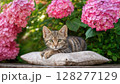 Blooming Pink Hydrangea Garden Haven A Tranquil Moment with a Cuddly Tabby Kitten, Bathed in Soft Light 128277129