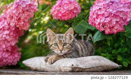 Blooming Pink Hydrangea Garden Haven A Tranquil Moment with a Cuddly Tabby Kitten, Bathed in Soft Light 128277129