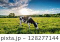 Picturesque Summer Landscape Black and White Cow Peacefully Grazing on Lush Green Pasture amidst the Vibrant Serenity of a Meadow at Dusk 128277144