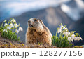 A Delightful Springtime Moment A Marmot Grazing Among Snowdrop Blossoms, Basking in a Mellow Light, Evoking Tranquility and Grace. 128277156