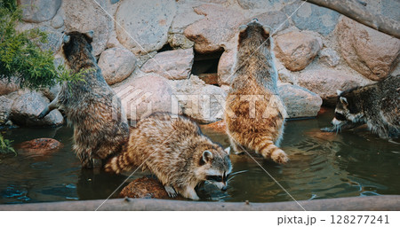 Four raccoons exploring their natural environment together. Four raccoons exploring their natural environment together. 128277241