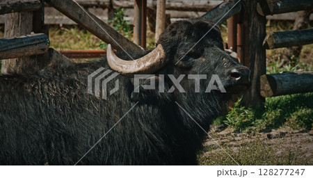 Majestic black buffalo with strong horns against wooden fence 128277247