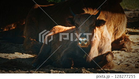 A European Bison Or Bison Bonasus, Also Known As Wisent Or European Wood Bison In Autumn Forest. Bison lying rests peacefully A European Bison Or Bison Bonasus, Also Known As Wisent Or European Wood Bison In Autumn Forest. Bison lying rests peacefully 128277255