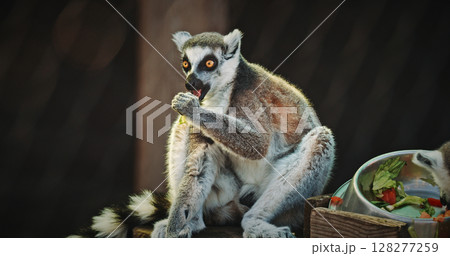 Another lemur savoring greens while relaxing peacefully. Another lemur savoring greens while relaxing peacefully. 128277259