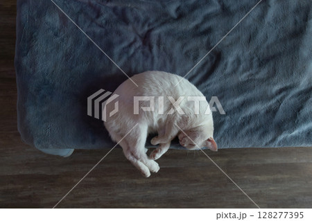 Cat Peacefully Sleeping on a Cozy Blanket in a Warm Indoor Setting During the Day 128277395