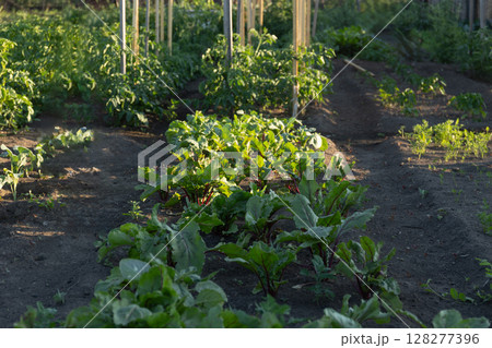 Fresh Vegetables Thrive in a Vibrant Garden During the Golden Hour of Late Afternoon 128277396