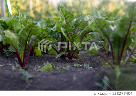 Beetroot Plants Growing in a Sunny Garden During a Warm Afternoon in Late Spring Beetroot Plants Growing in a Sunny Garden During a Warm Afternoon in Late Spring 128277404