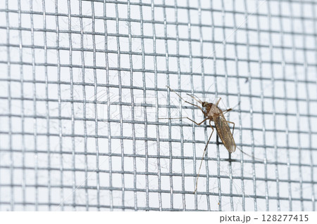 Mosquito Resting on a Fine Mesh Screen in a Domestic Setting During Daylight Hours Mosquito Resting on a Fine Mesh Screen in a Domestic Setting During Daylight Hours 128277415