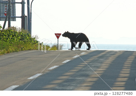 道路を悠然と横切るエゾヒグマ ヒグマ 羆 道路を悠然と横切るエゾヒグマ ヒグマ 羆 128277480