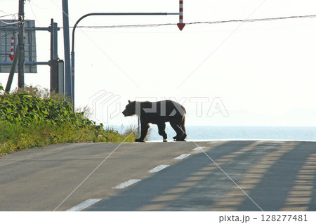 道路を悠然と横切るエゾヒグマ　ヒグマ　羆 128277481