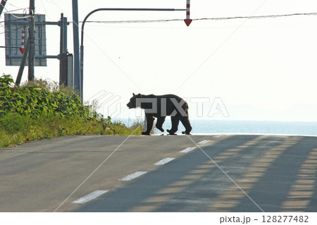道路を悠然と横切るエゾヒグマ ヒグマ 羆 道路を悠然と横切るエゾヒグマ ヒグマ 羆 128277482