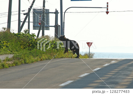 道路を悠然と横切るエゾヒグマ　ヒグマ　羆 128277483