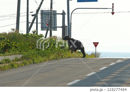 道路を悠然と横切るエゾヒグマ　ヒグマ　羆 128277484