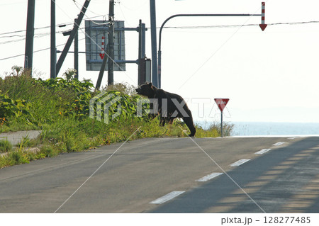 道路を悠然と横切るエゾヒグマ ヒグマ 羆 道路を悠然と横切るエゾヒグマ ヒグマ 羆 128277485