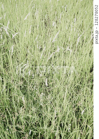 Made by hand real photo green grass meadow nature neutral minimal texture vertical background 128278052
