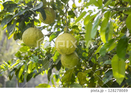 THAILAND NAN KHUN SATHAN ORANGE 128278089