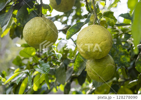 THAILAND NAN KHUN SATHAN ORANGE 128278090