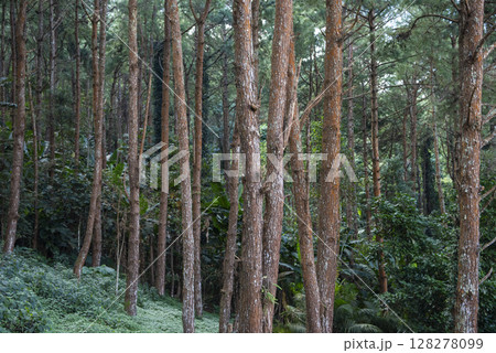 THAILAND NAN KHUN SATHAN NATIONAL PARK 128278099