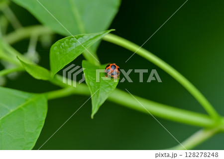 トホシテントウ 128278248