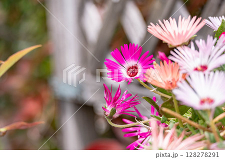 光沢のある花 リビングストンデージー 光沢のある花 リビングストンデージー 128278291