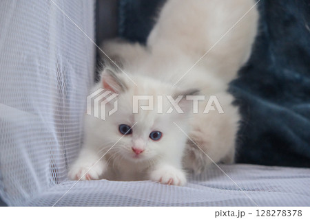 1 month old ragdoll kitten is climbing on a net cabana enclosure, domestic cat 1 month old ragdoll kitten is climbing on a net cabana enclosure, domestic cat 128278378