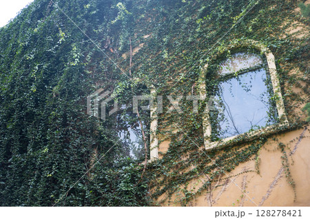 The window covered with plants. 128278421