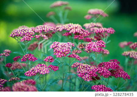 Red Common Yarrow flowers. Ornamental plant Achillea millefolium (Paprika) in bloom in garden.  128278435