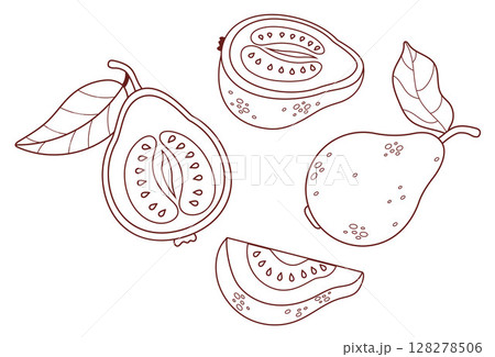 Outline Guava Fruit set. Isolated tropical garden product Tree on White Background. Line drawing, coloring book. Vector illustration. Not ai 128278506
