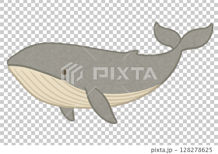 【海の生きもの】シロナガスクジラのイラスト 128278625