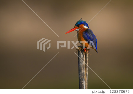 Malachite kingfisher cocks head on split post 128278673