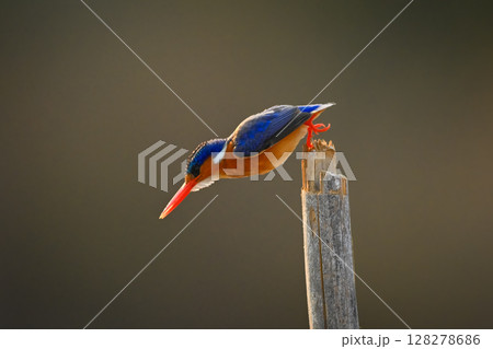 Malachite kingfisher dives backlit from bamboo post 128278686