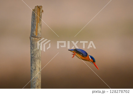 Malachite kingfisher drops off post to fish Malachite kingfisher drops off post to fish 128278702