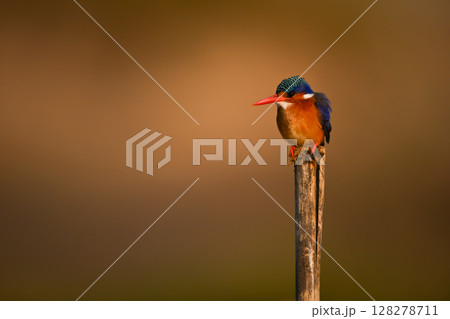 Malachite kingfisher faces left on worn post 128278711