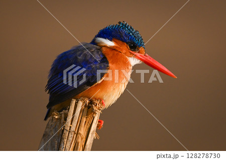 Malachite kingfisher facing right on leaning post 128278730