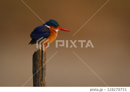 Malachite kingfisher facing right on marker post Malachite kingfisher facing right on marker post 128278731