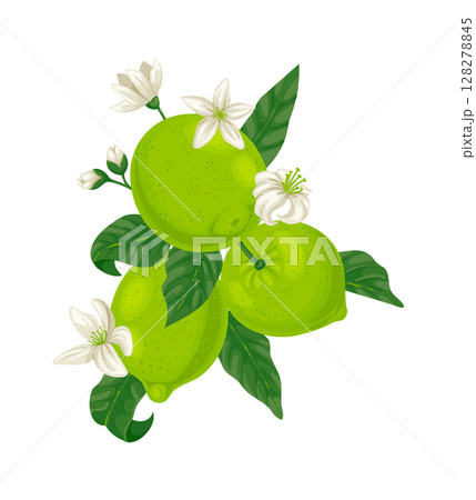 Lime tree branch displaying ripe fruits alongside blooming white flowers, vibrant leaves, and budding growth, illustrating the natural development of this refreshing citrus fruit 128278845