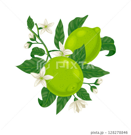 Branch with limes growing among green leaves and white flowers is perfect for promoting healthy lifestyle, cosmetics, food industry, agriculture and so on 128278846