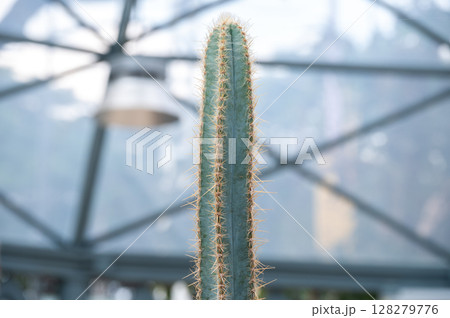 Pilosocereus pachycladus cactus growing in garden. A slow-growing, upright cactus with columnar ribbed and lined with areoles bearing tan-coloured spines and fine white hairs. 128279776