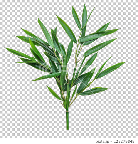 Fresh green bamboo leaf isolated on white background PNG transparent clipart. 128279849