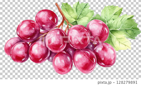 Grape transparent watercolor PNG clipart isolated on white background. 128279891