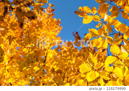 autumn leaf in forest 128279990
