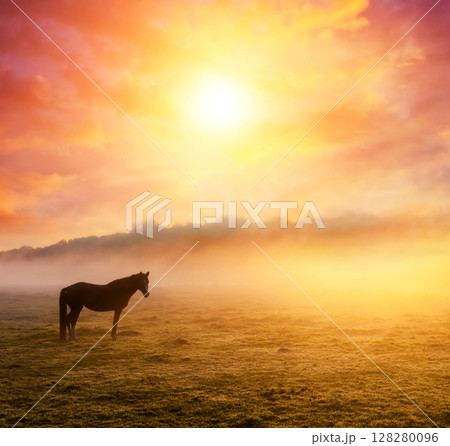 horses grazing on pasture 128280096