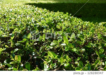 陽の光を浴びる生垣 128280347