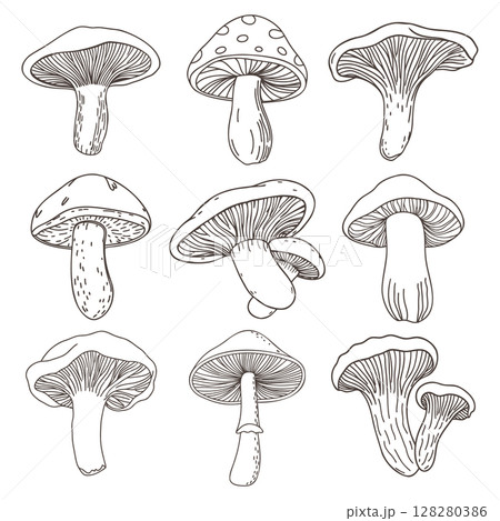 Collection of hand drawn various mushrooms. Mushroom icons set. Hand drawn sketch. 128280386